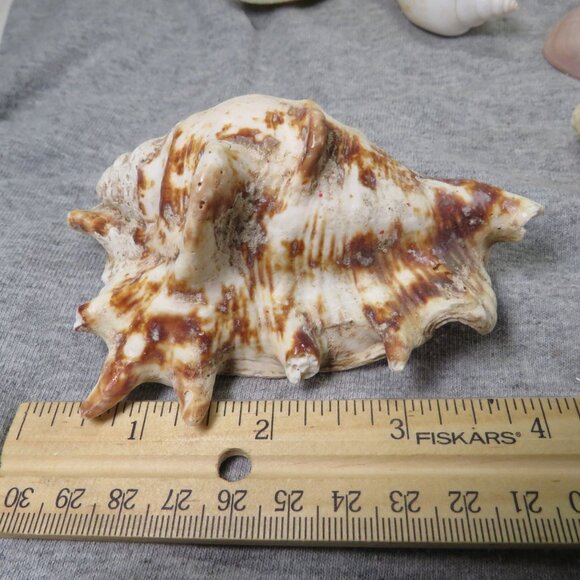 Real Sea Shells Vintage (2) Sandcastles Mr. Sandman OVER 5 POUNDS - Picture 11 of 14